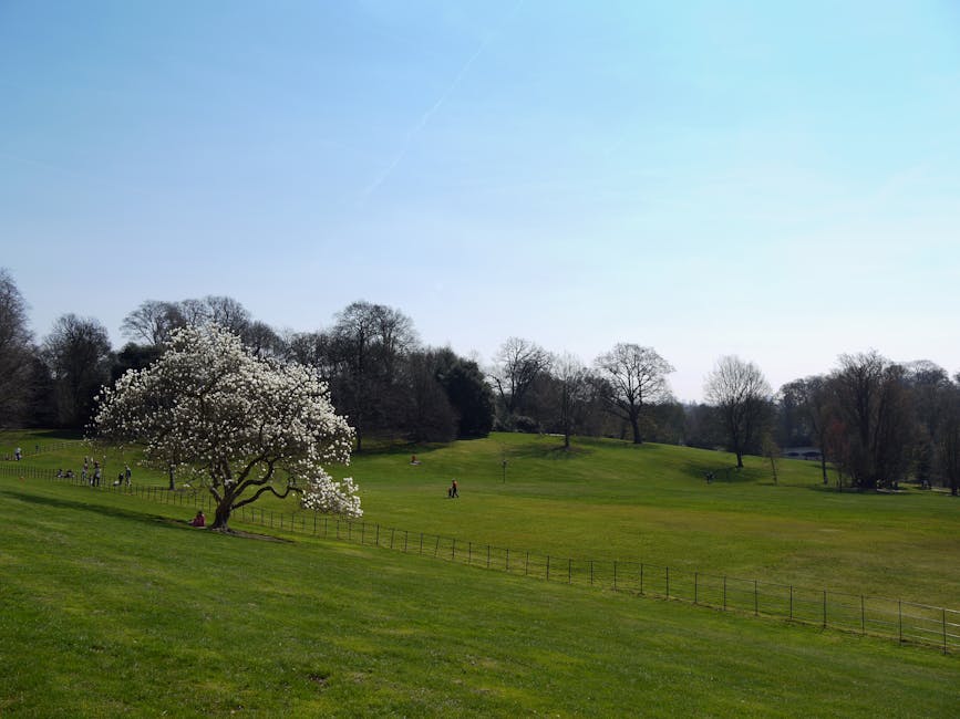 A scenic view of a lush green park with gently rolling hills, featuring a solitary blossoming tree with white flowers positioned in the foreground on the left. The tree’s branches are spread wide, w