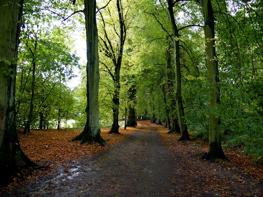 A peaceful woodland scene featuring a narrow dirt pathway lined with tall deciduous trees, their trunks covered in textured bark. The trees have lush green foliage, creating a canopy that filters soft